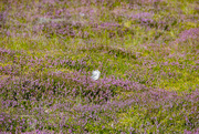 7th Aug 2023 - In the Heather