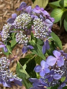 7th Aug 2023 - Hydrangea  