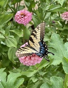 5th Aug 2023 - The first butterfly I've seen this summer.