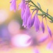 Hosta Blooms by lynnz