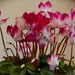 My Cyclamen Still Flowering ~ by happysnaps