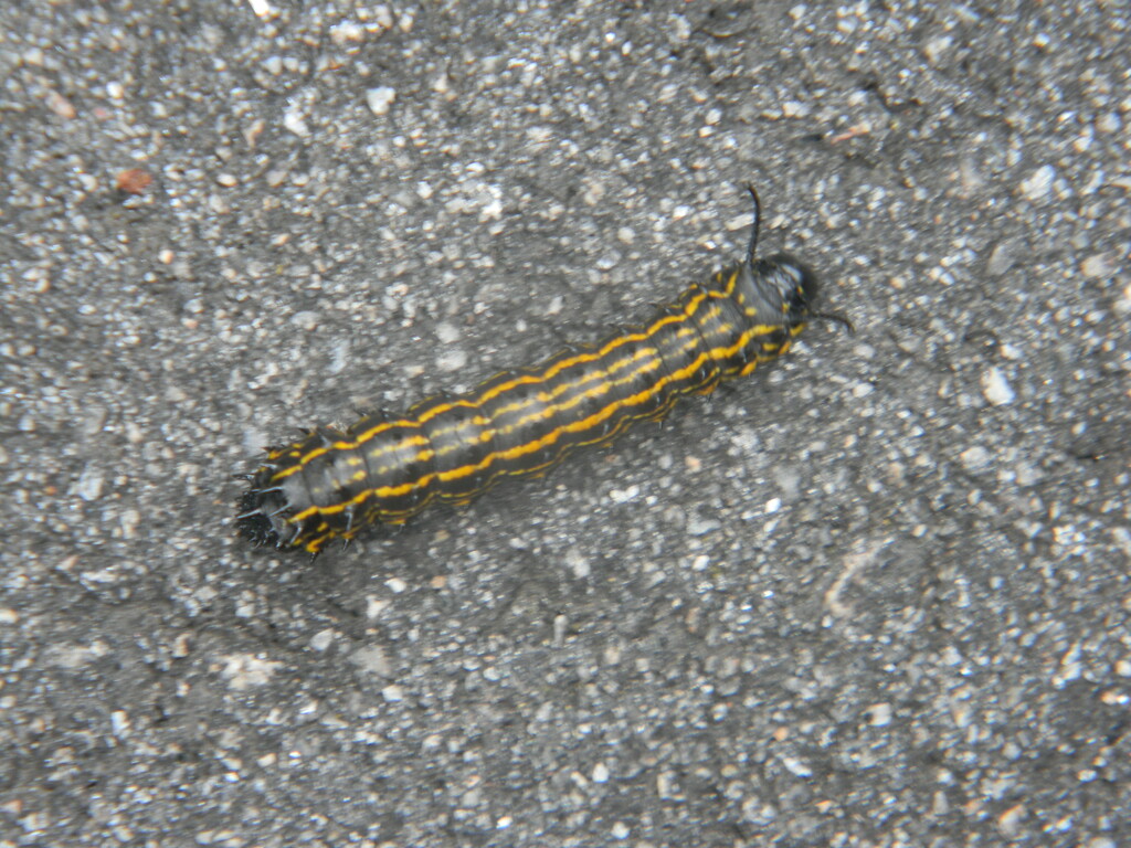 Caterpillar on Street  by sfeldphotos