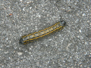 7th Aug 2023 - Caterpillar on Street 