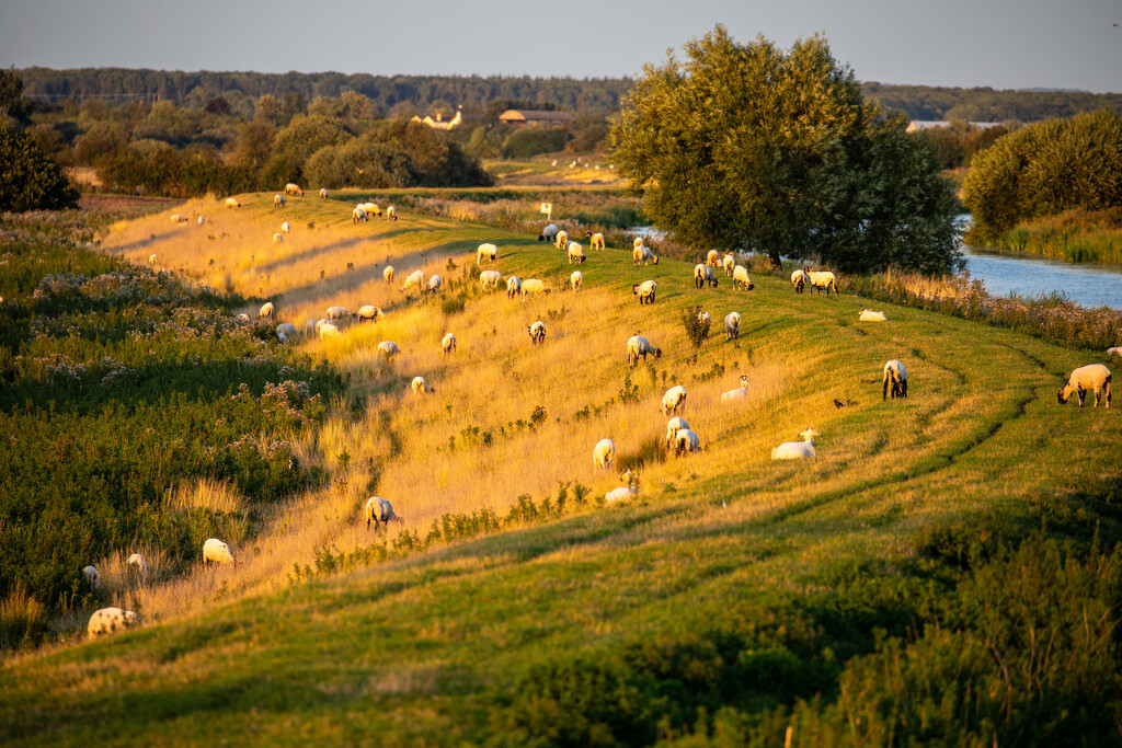 Evening Sheep by carole_sandford