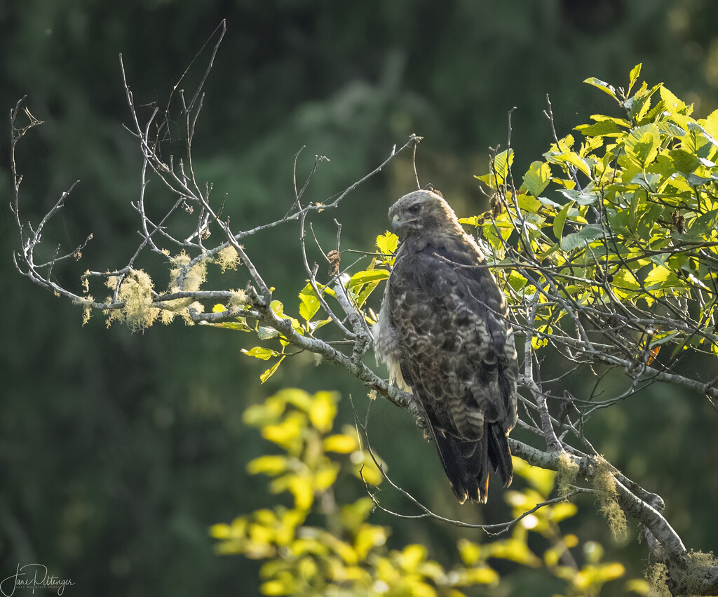 Hawk Awaiting by jgpittenger