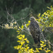 Hawk Awaiting by jgpittenger