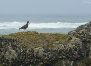 8th Aug 2023 - Oyster Catcher 