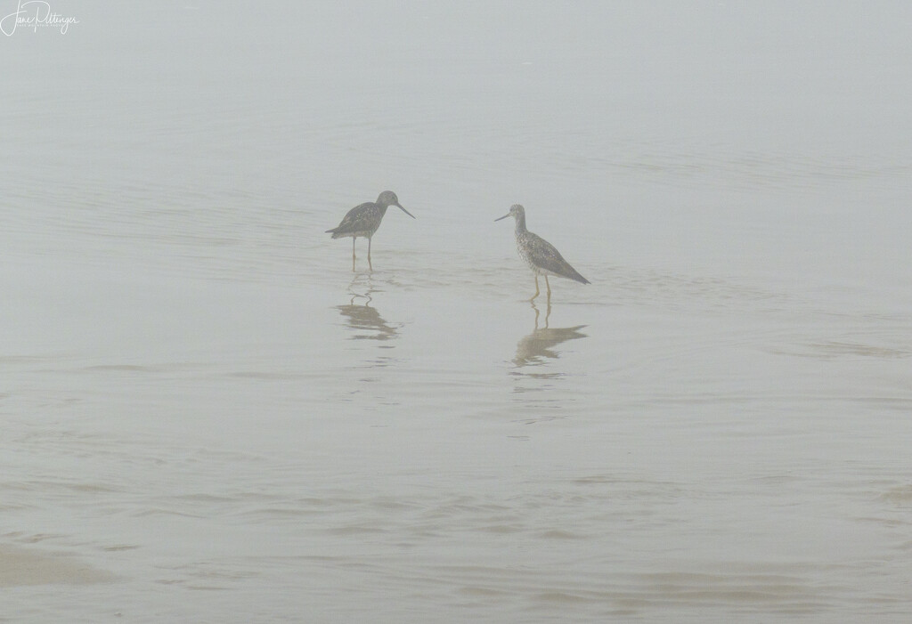 Yellow Legs in the Fog  by jgpittenger