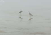 8th Aug 2023 - Yellow Legs in the Fog 