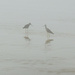 Yellow Legs in the Fog  by jgpittenger