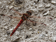 7th Aug 2023 - variegated meadowhawk dragonfly