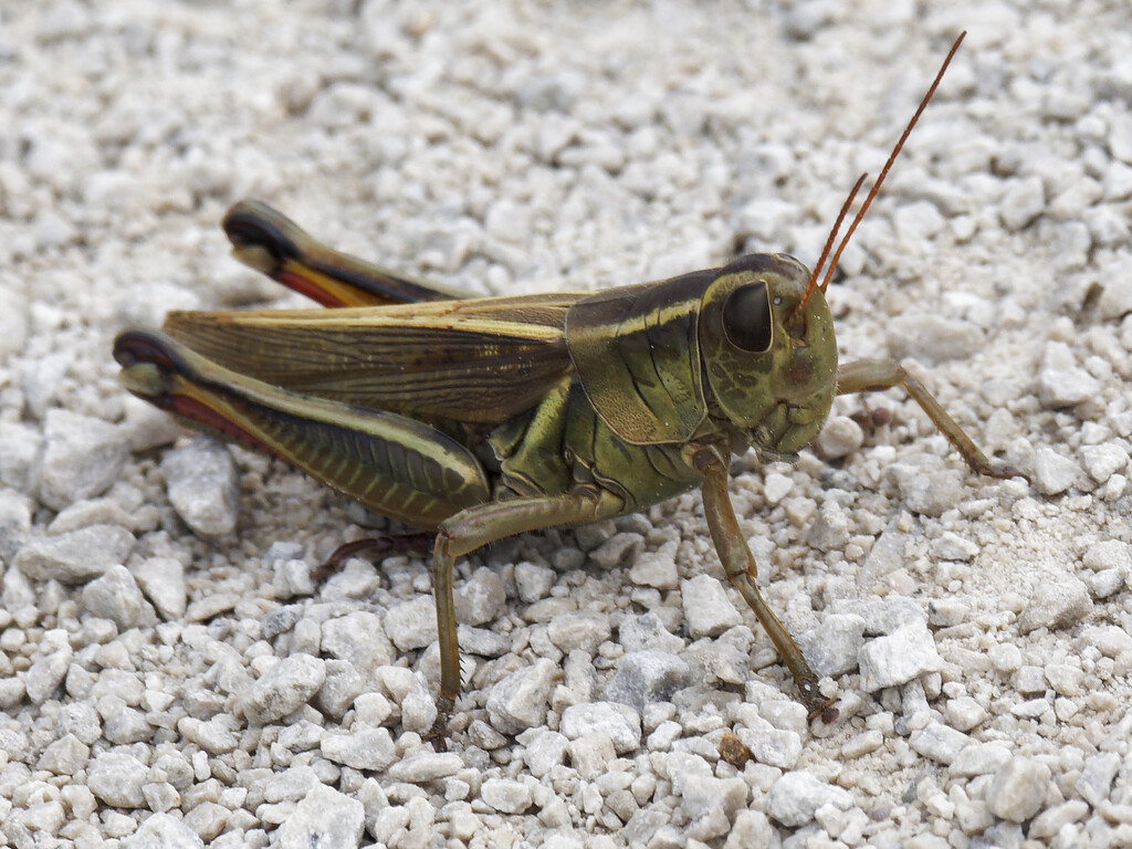 two stripped grasshopper by rminer