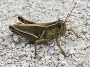 7th Aug 2023 - two stripped grasshopper