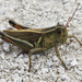two stripped grasshopper by rminer