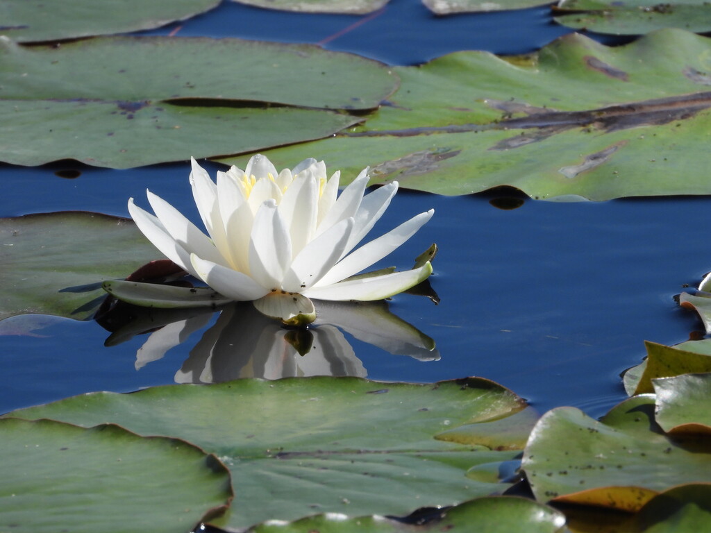 White water lily by amyk