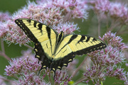 7th Aug 2023 - Swallowtail Butterfly