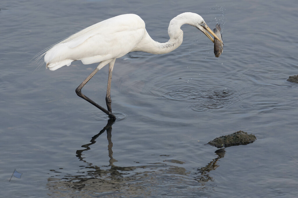 Egret at Naklua by lumpiniman