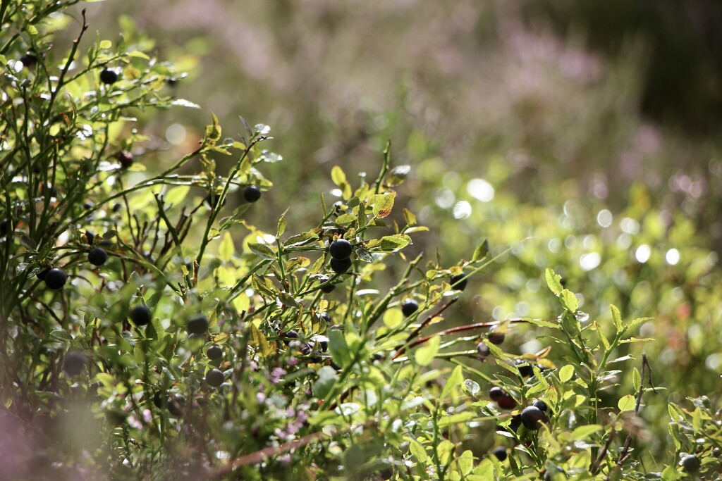 Blaeberries and Bokeh by jamibann