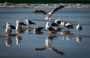 8th Aug 2023 - Flock of Seagulls