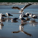 Flock of Seagulls by 365projectclmutlow