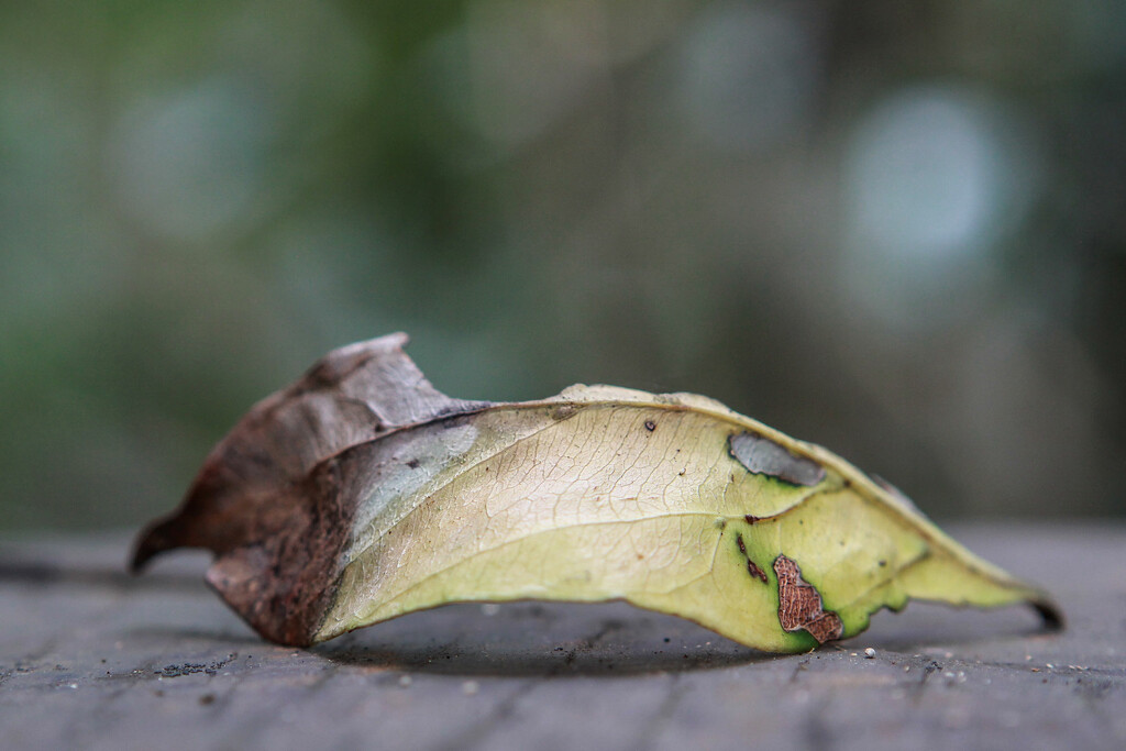 DOF: Yellow leaf by jeneurell