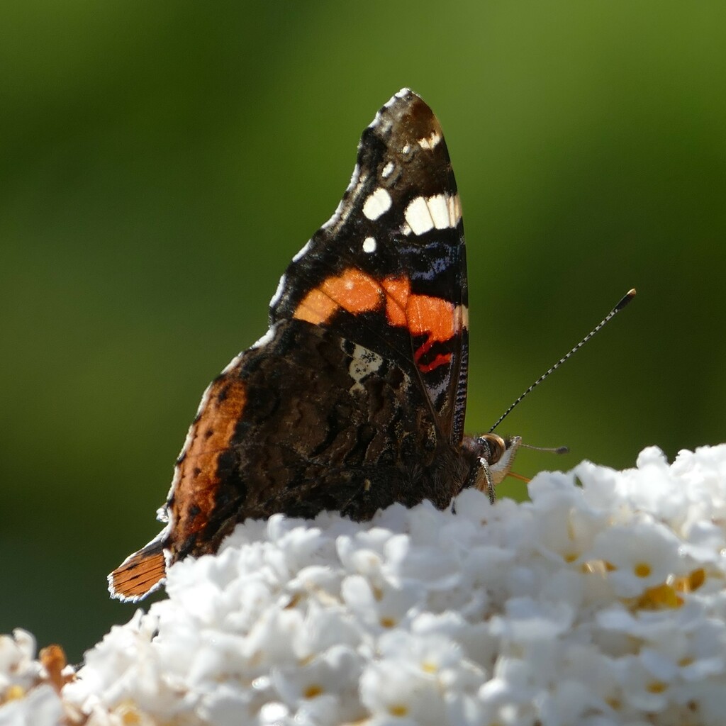 butterfly on a buddleia bush by cam365pix