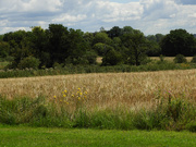 7th Aug 2023 - A walk in the Essex countryside 