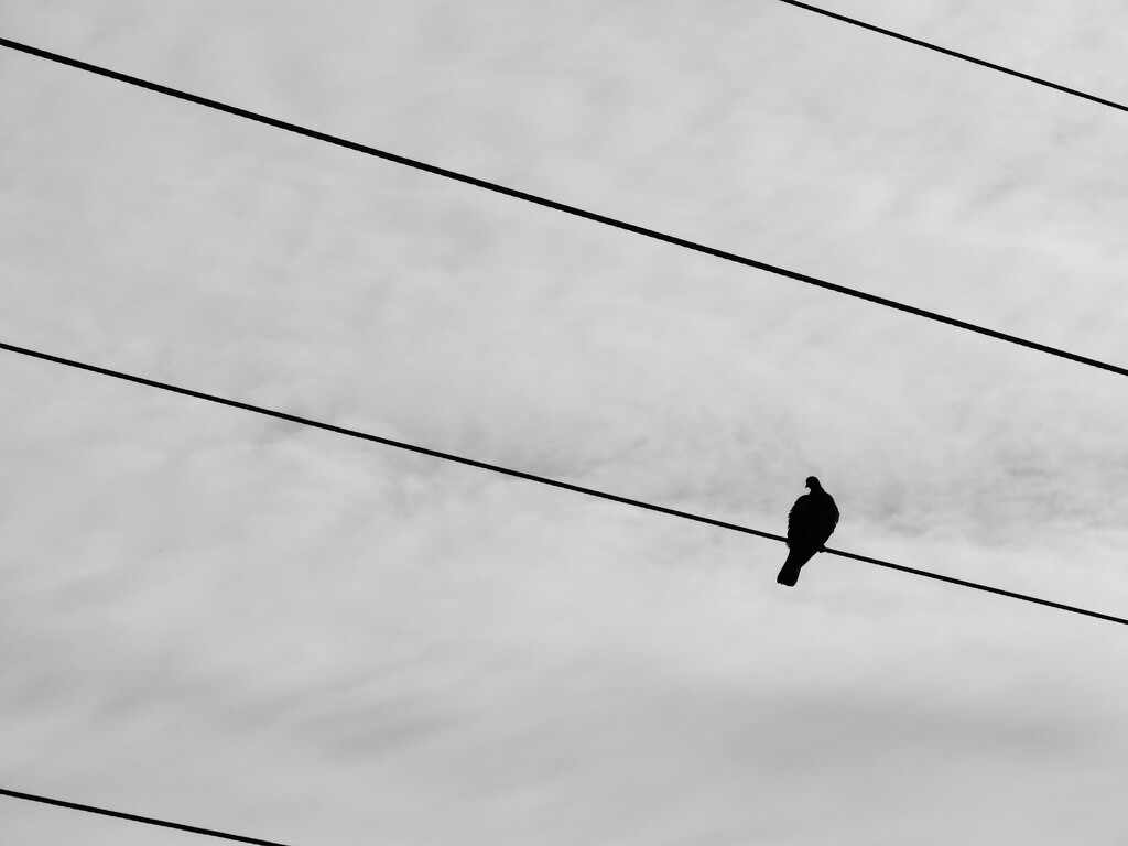 Bird on the wire by tiaj1402