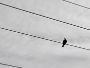 8th Aug 2023 - Bird on the wire