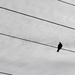 Bird on the wire by tiaj1402