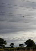 8th Aug 2023 - Bird on the wire