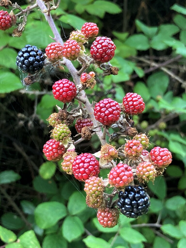 First blackberries by 365anne