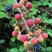 First blackberries by 365anne