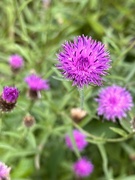 8th Aug 2023 - Thistle or Common Knapweed