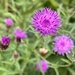 Thistle or Common Knapweed by pamknowler