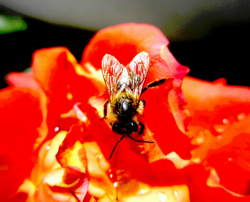 Pčela by vesna0210