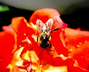2nd Aug 2023 - Pčela