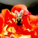 Pčela by vesna0210