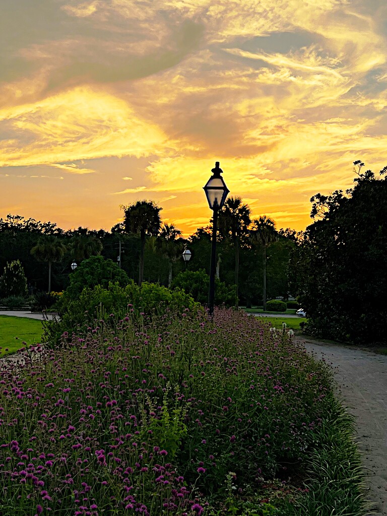 Golden sunset at Hampton Park by congaree