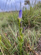 8th Aug 2023 - Marsh Gentian