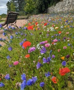 8th Aug 2023 - Wildflower area at Ellon Castle Garden 