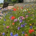 Wildflower area at Ellon Castle Garden  by sarah19