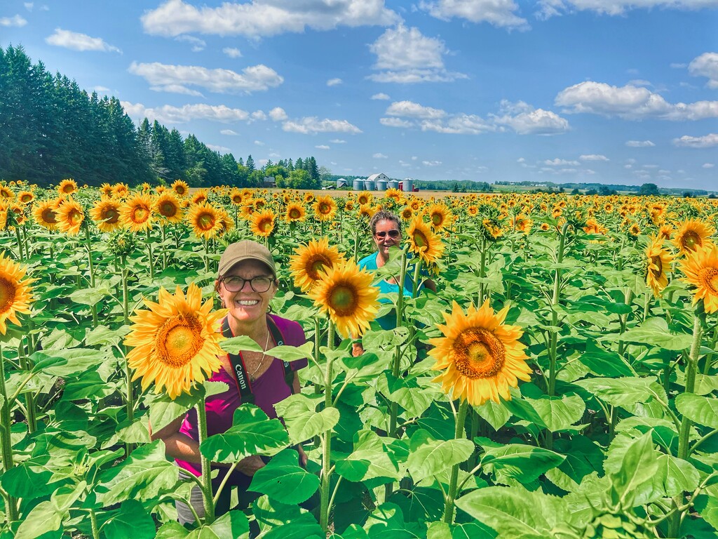 Sunflower Field by radiogirl