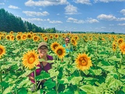 8th Aug 2023 - Sunflower Field