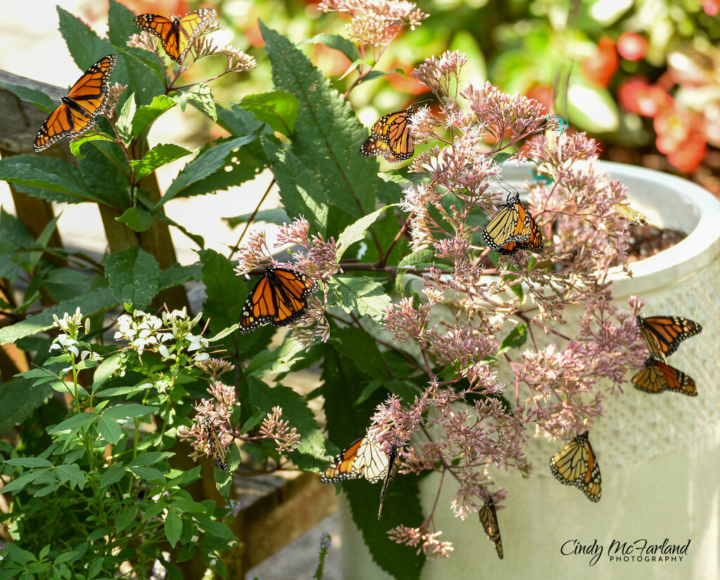 Butterfly Party by cindymc
