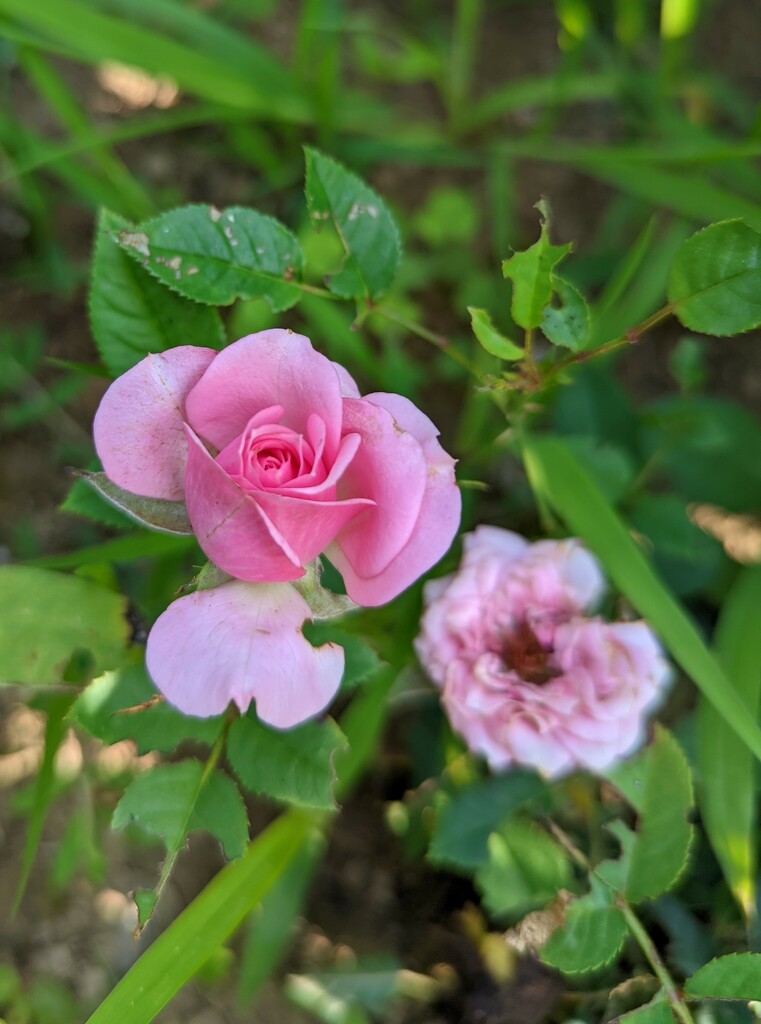 Tiny Pink Rose by julie
