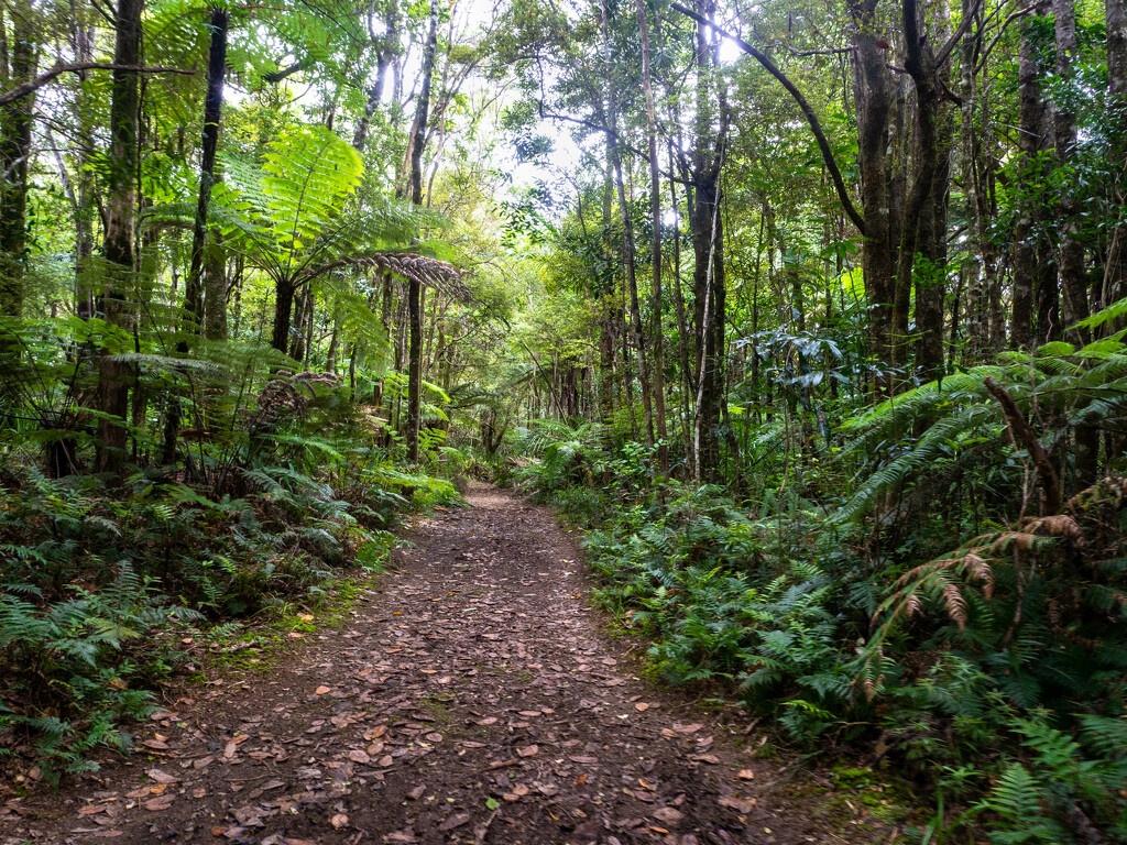 The beautiful north island bush by christinav