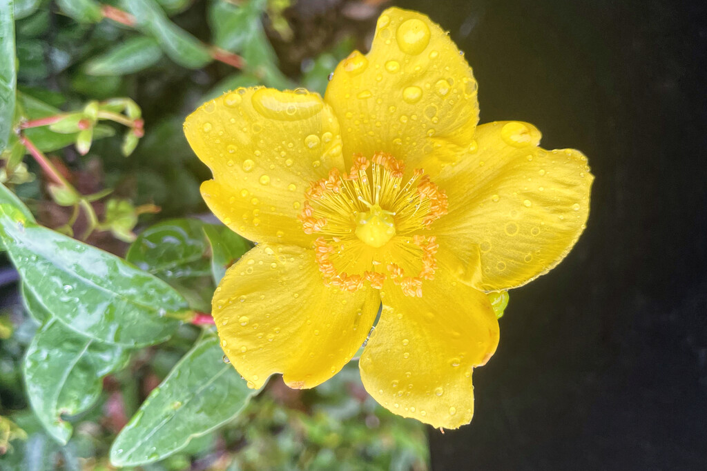 2023-08-05 Flower in Rain by cityhillsandsea