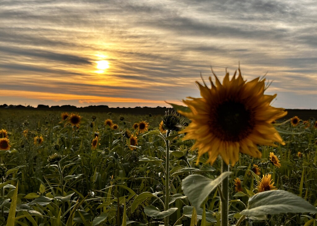 Sunflower Sunset by phil_sandford
