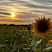 Sunflower Sunset by phil_sandford